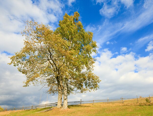 いくつかの巻雲の背景と空の孤独な秋の木。