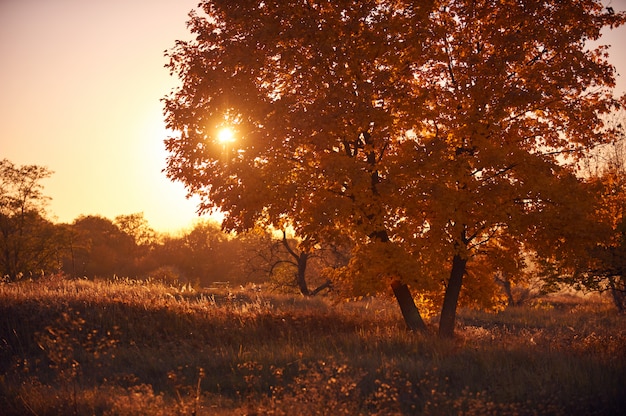 Photo lonely autumn tree at sunset.