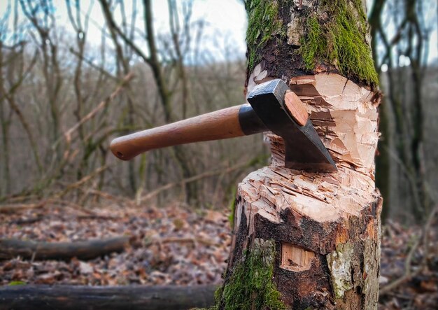 Photo lonely axe in a tree