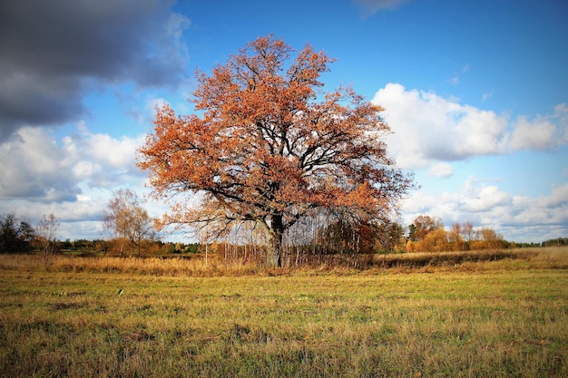 Одинокий прекрасный дуб Осенний пейзаж
