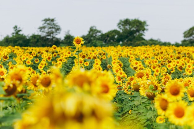 The lonely beautiful yellow sunflowers in the field