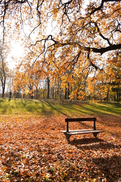 Одинокая скамейка в окружении листьев в осеннем парке