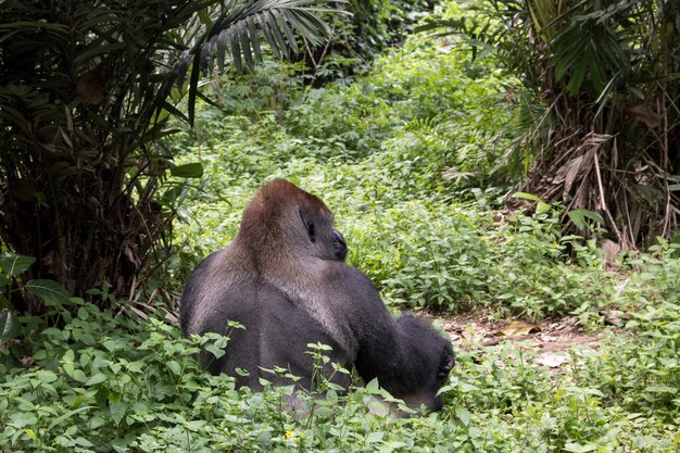 lonely big gorilla