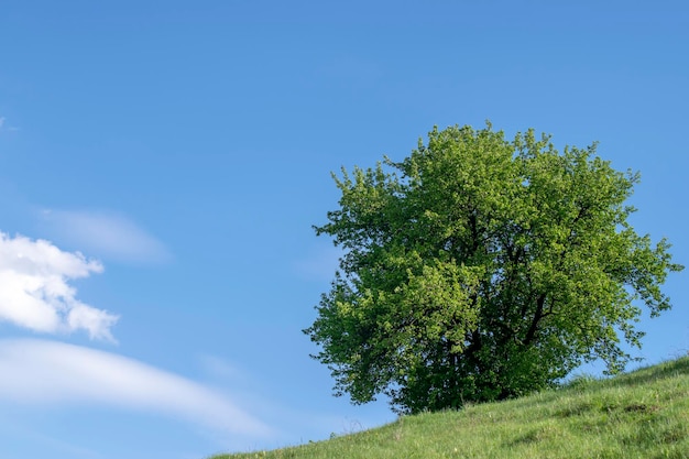 Lonely big oak tree on a green hill against the blue sky