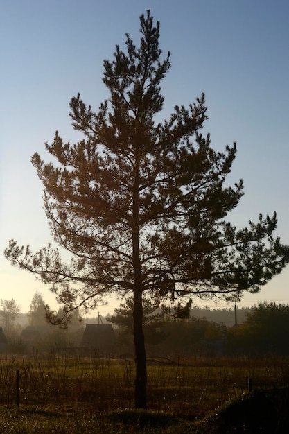 Lonely big pine tree in the field against a foggy sky