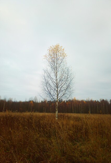 Photo lonely birch on autumn field background