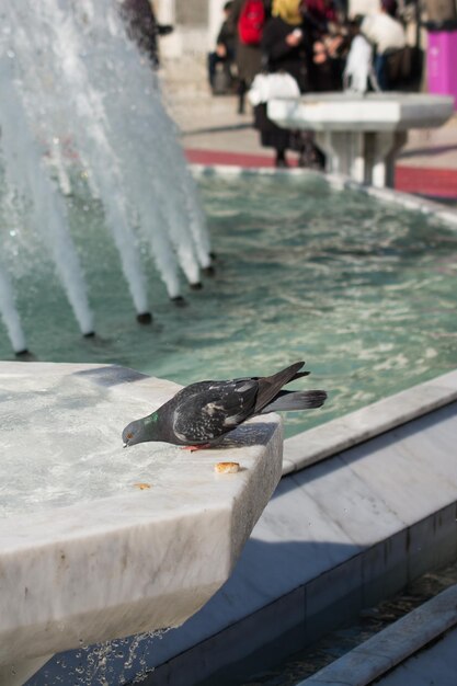 Lonely bird by the fountain lives in the urban environment