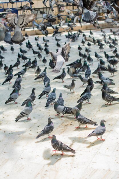 孤独な鳥は自然環境に住んでいます