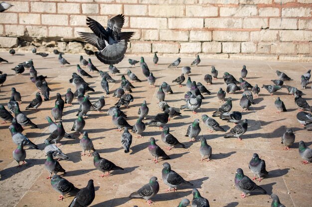 Lonely birds by live in urban environment