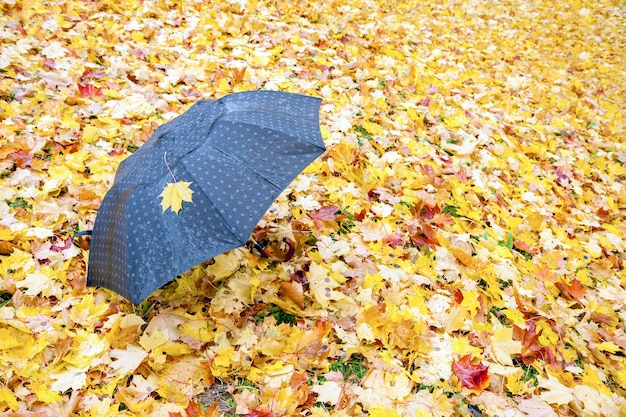 Lonely black umbrella in a park with maple leaves in wet autumn