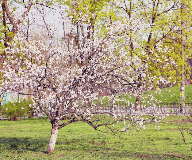 Lonely blossoming tree in field on background