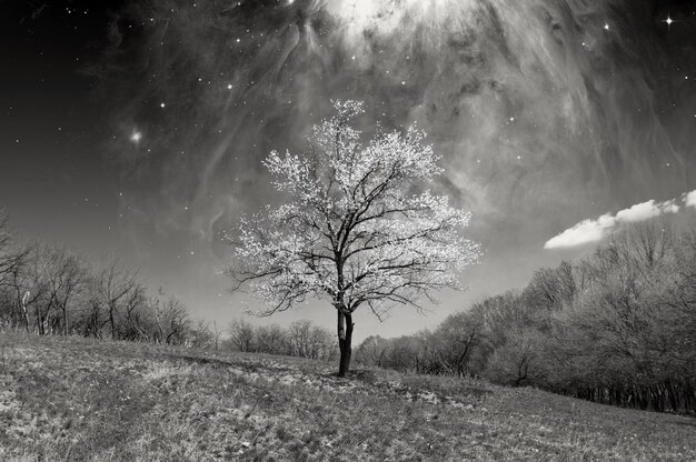 Lonely blossoming tree on a glade with a fantastic sky