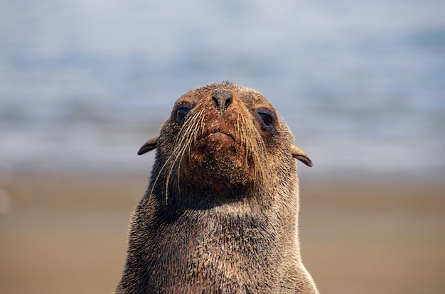 Foto una foca marrone solitaria si siede sull'oceano in una mattina soleggiata.