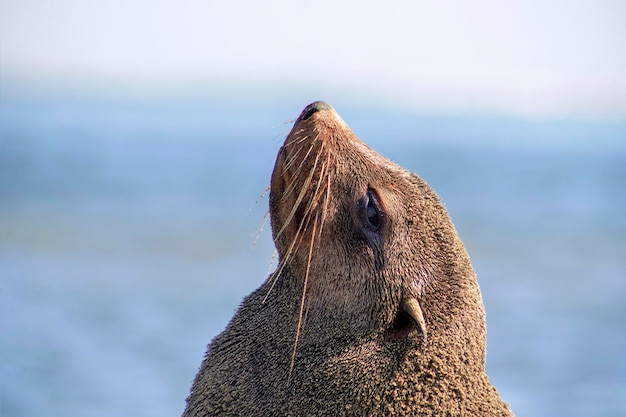 Foto una foca marrone solitaria si siede sull'oceano in una mattina soleggiata.