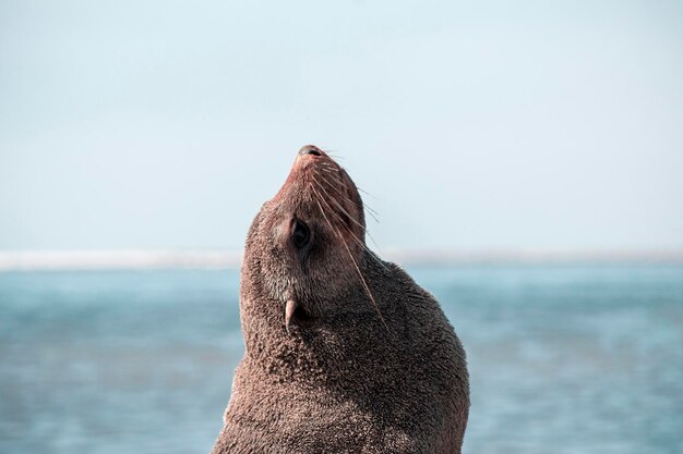 Photo lonely brown fur seal sits on the ocean on a sunny morning