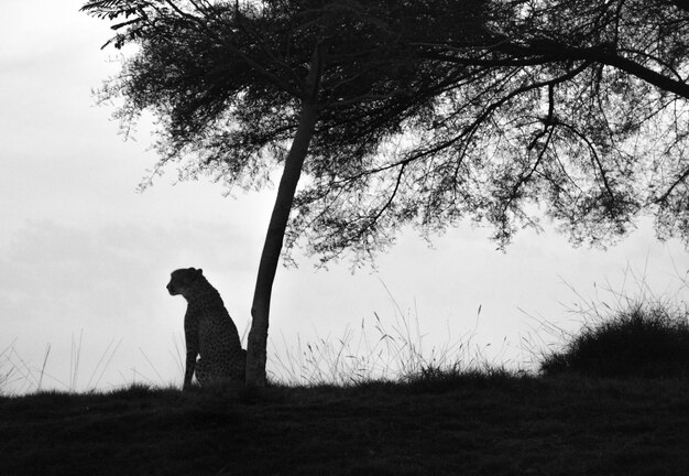 Photo lonely cheetah