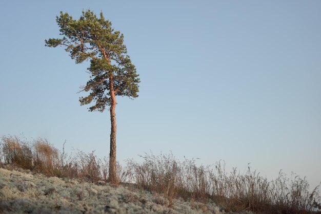 Lonely coniferous tree on the hill