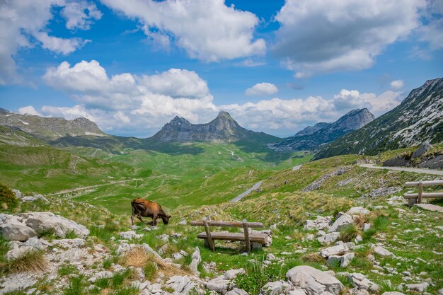 A lonely cow enjoys the picturesque mountain scenery