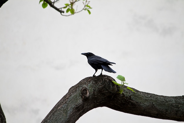 孤独なカラスの鳥