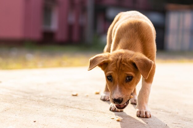 A lonely cute brown puppy sitting on road with blurry background