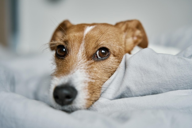 寝室で休んでいる孤独なかわいい犬はベッドで寝ている退屈な孤独なペットをクローズ アップ