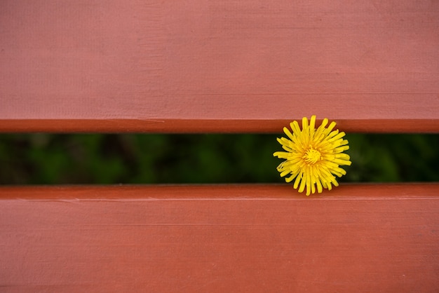 A lonely dandelion flower grows between two brown planks