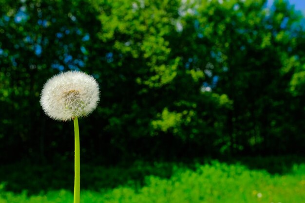 Lonely dandelion among the green grass