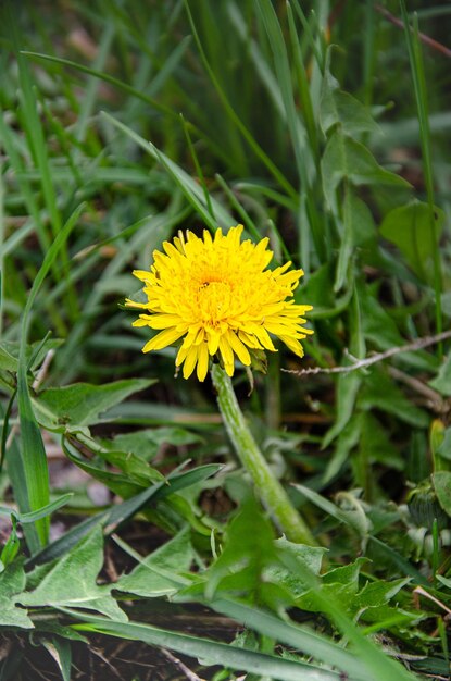 Lonely dandelion in the meadow on a spring day