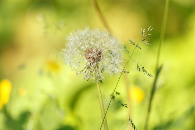 写真 背景をぼかした写真の孤独なタンポポ