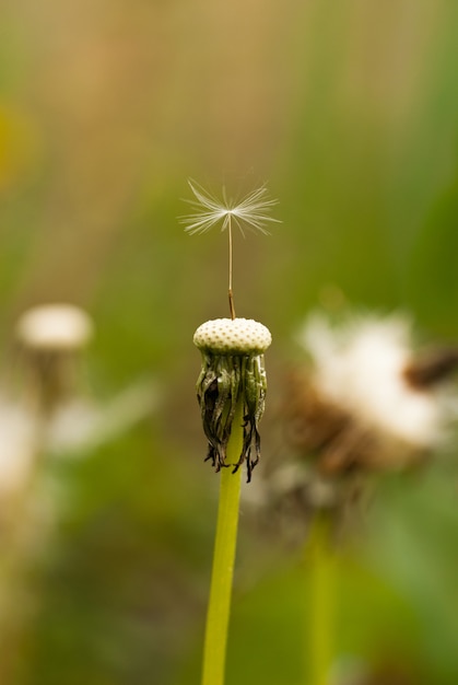 Lonely dandelion seed closeup outdoor