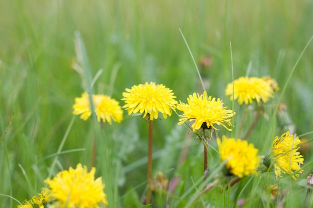 写真 緑の芝生の上の孤独なタンポポをクローズアップ。春の季節緑の牧草地