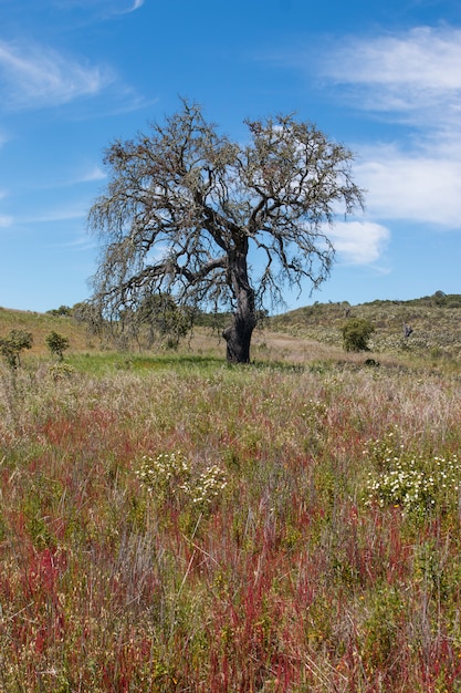 Lonely dead tree