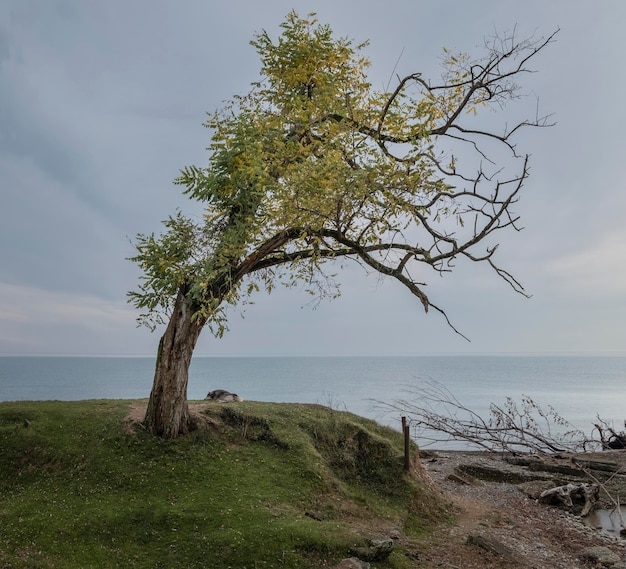 A lonely dog ââunder a tree by the sea is waiting for its master.