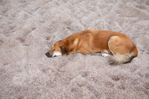 Lonely dog lying on sand ground