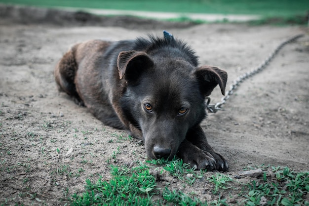 悲しそうな目を持つ孤独な犬捕われの身での生活連鎖犬