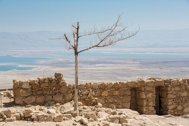 Lonely dry tree in Masada National Pakk