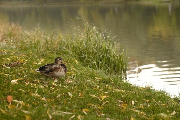 Lonely duck relaxing on green grass with autumn leaves near lake