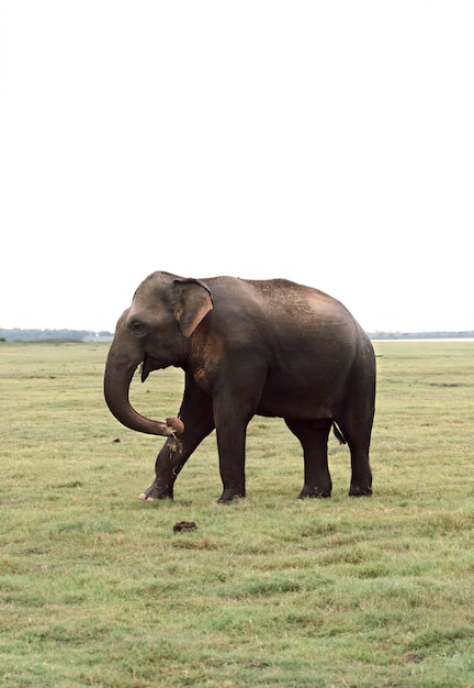 Elefante solitario nella savana