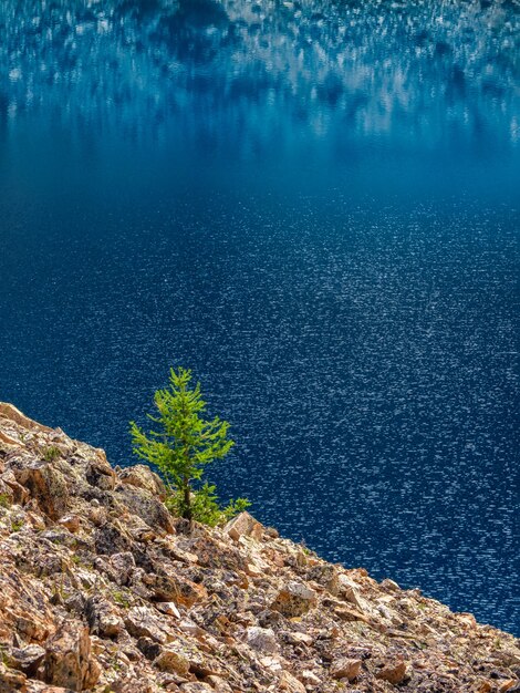 Lonely fir against mountain lake. Atmospheric alpine landscape with coniferous tree near turquoise mountain lake. Vertical view.