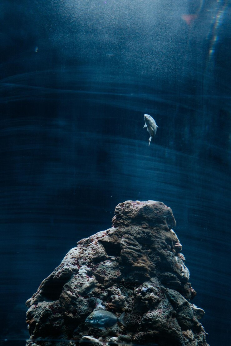 Photo lonely fish in aquarium of genoa