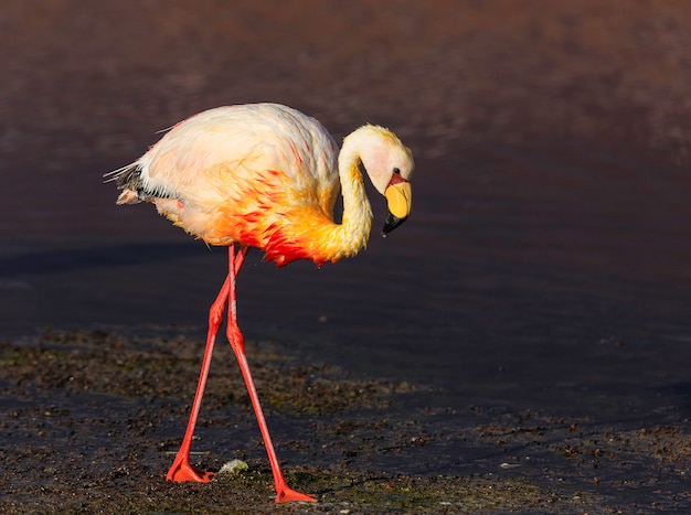 Lonely flamingo walking at dusk. Laguna Colorada, Potosi. Bolivia. South America