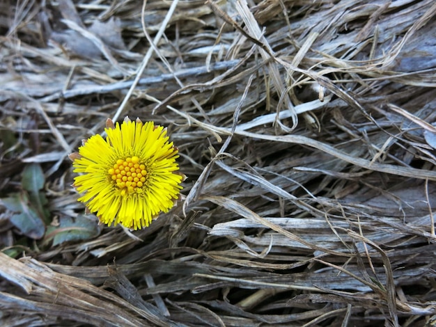 Fiore solitario madre farfara e matrignafoalfootcomune piede di toro tra l'erba secca