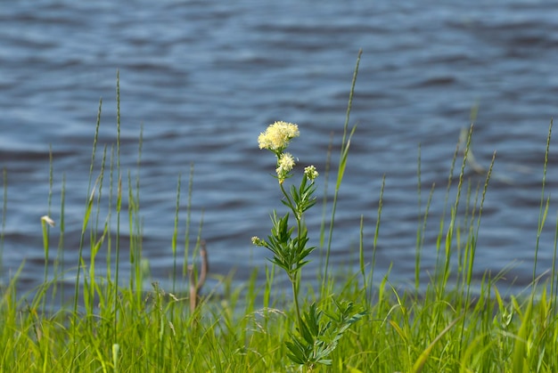 A lonely flower on the shore of the lake KhantyMansiysk Western Siberia Russia