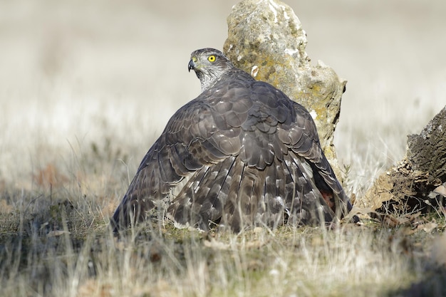 Lonely goshawk in a dry grassy field with a blurred surface