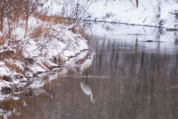 Foto un grande airone bianco solitario trascorre l'inverno in un parco cittadino in uno stagno