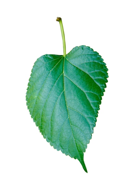 Lonely green leaf isolated on a white background With clipping path