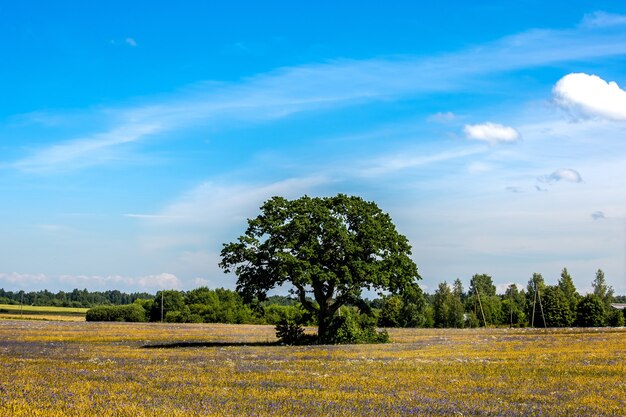 Lonely green oak tree in the field