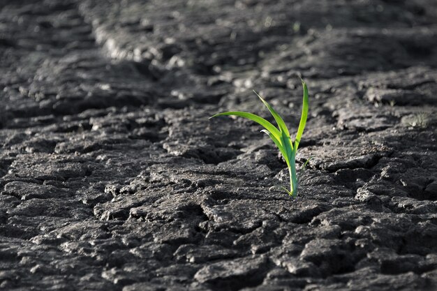 Germoglio verde solitario in terra incrinata asciutta