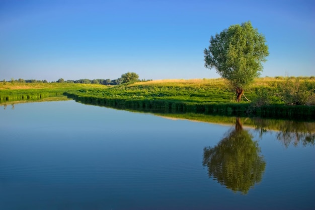 Un albero verde solitario vicino al fiume si riflette nell'acqua in una giornata estiva senza nuvole