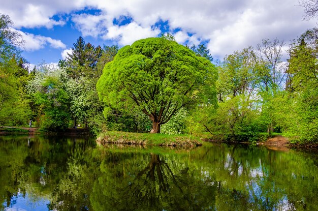 A lonely green tree on an island in the lake.